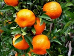 “宜昌蜜橘”热卖　北京新发地每天销售