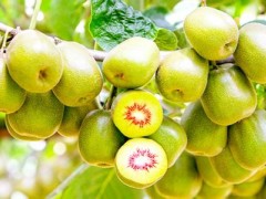 六盘水红心猕猴桃产业发展，让农户心里