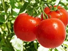 西红柿打叶方法及注意事项