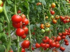 带来更优经济效益的大棚西红柿