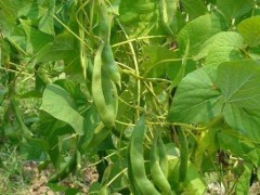 如何更好种植四季豆 促使增收