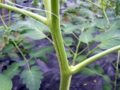 探究番茄茎秆发黑缘由
