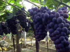 新手栽种葡萄的第一年技巧详解