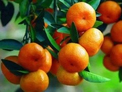 要想实现柑橘高产要如何做？