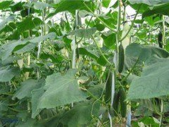 日光温室的早春茬黄瓜栽培技术指南