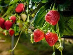 草莓高架无土栽培技术的好处