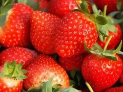 草莓均匀着色的技巧分享