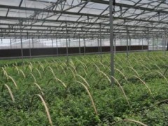 大棚栽培蓝莓的施肥已经病虫害的防治工