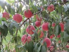 桃树的种植管理技巧分享