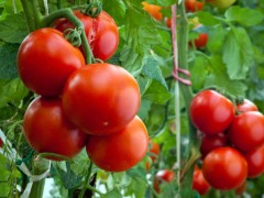 番茄不同生长阶段的施肥要点介绍