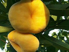 黄油蟠桃如何栽培 抓住致富的“金果子