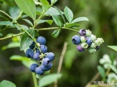 蓝莓的花芽分化促进工作