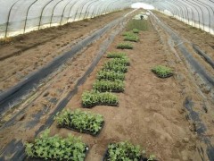 西瓜蔓扦插栽培的要点分享