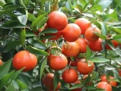 红橘种植过程中的注意事项