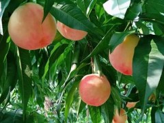 如何更好的提高桃子的产量？