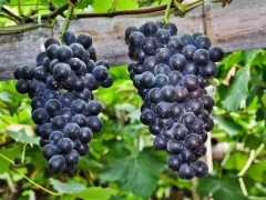 夏黑葡萄最好在什么时候开始保果？