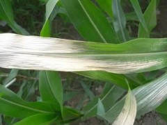 详解玉米白苗的原因以及具体解决方法