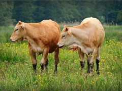 教你养牛如何科学省粗草饲料？