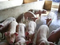 猪呼吸道疾病的发病原因和防治方法！