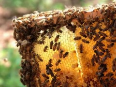 冬季养蜂人该注意哪些问题？