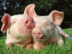 养猪场怎么预防猪中暑？