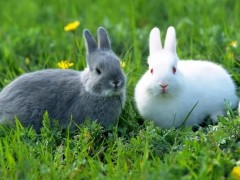 兔子低血糖的症状有哪些？又该如何预防