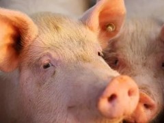 猪寄生虫病的症状是什么？如何防治？