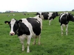 夏季奶牛饲养的方式有哪些？