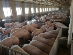 育肥猪如何饲养出栏早效率高？