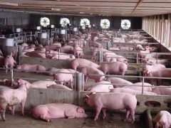 猪冷应激的症状及预防措施有哪些？
