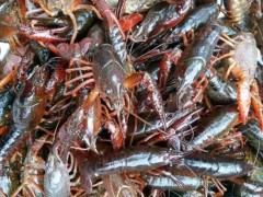 夏季养殖小龙虾如何管理？