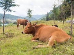 如何预防牛吃青草拉稀的方法！