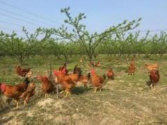 夏季养鸡如何防控禽流感？