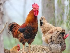 夏季养鸡该如何防控禽流感？