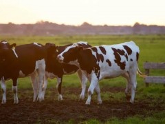 哺哺乳期奶牛怎么管理？