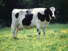 养殖户们在喂奶牛时不能做的事有哪些？