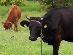 夏季牛中暑了怎么办？
