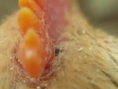 鸡螨虫高发期该怎么预防？