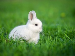 想要兔子长得快怎么做？