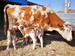 母牛夏季产仔后该如何养护？