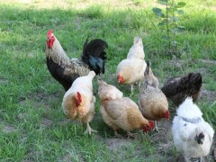 夏季蛋鸡粪便稀的原因，怎样解决？