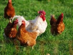 夏季养鸡如何防控禽流感？