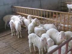 羊中暑的症状有哪些？又该如何急救？