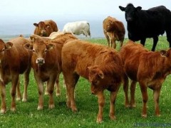 肉牛的防暑降温措施有哪些？
