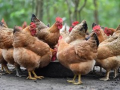 鸡热应激的症状，鸡热应激怎么办？