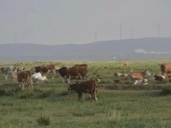 散户牧牛有哪些禁忌呢？