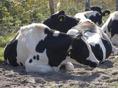 如何合理应用小苏打为奶牛增产？