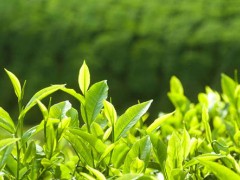 丹江口市茶叶茶叶带动经济发展