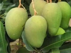 芒果控梢方法