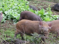 特种野猪养殖技术要点